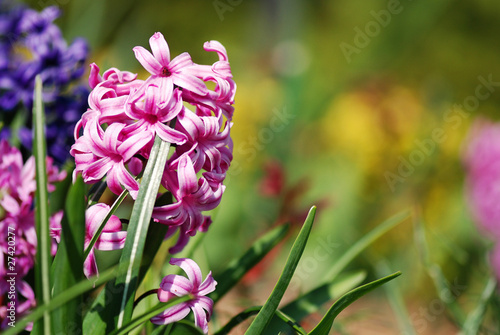 Hyacinths photo