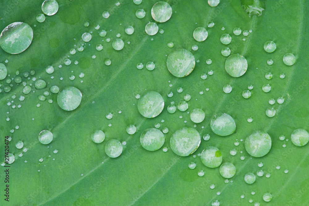 Drops on the leaf Drops on the leaf
