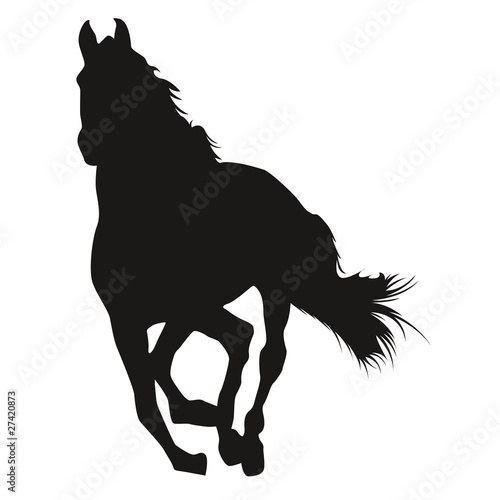 Horse Shadow Equitation Cheval silhouette