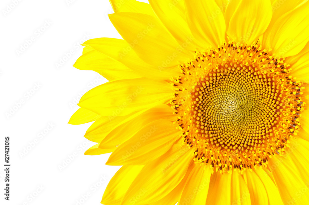 Fototapeta premium Sunflower