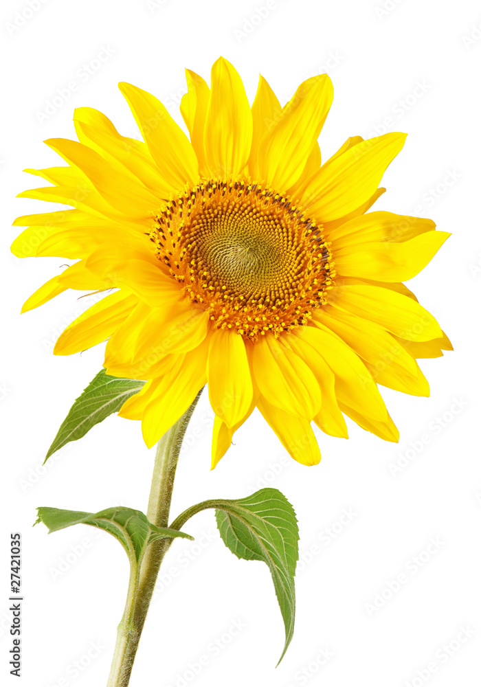 Sunflower Sunflower