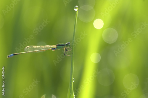 Blue damselfly © ddjunt