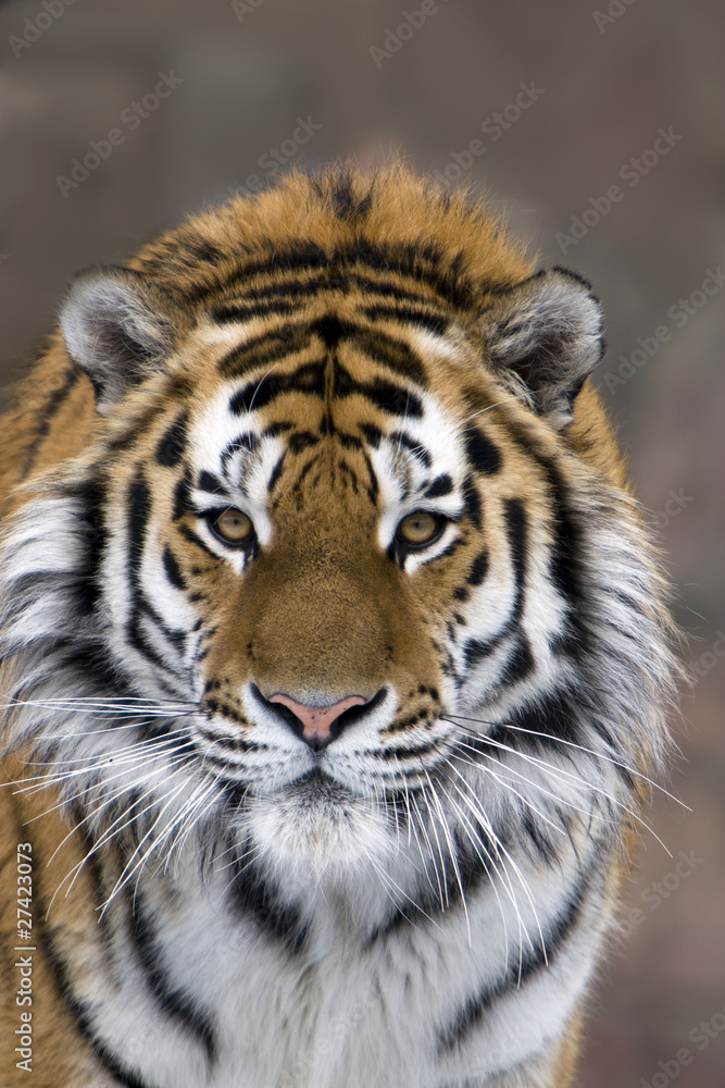 Naklejka premium Tiger