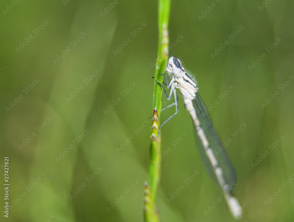 Nimfa stawowa Enallagma cyathigerum Nimfa stawowa Enallagma cyathigerum