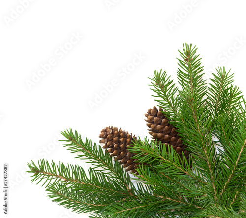 branches with pine cones