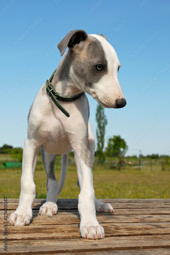 chiot whippet