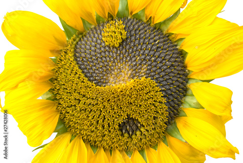 sunflower with the symbol of yin-yang