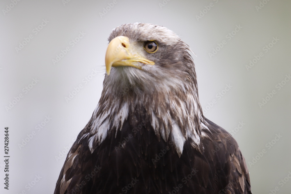 Obraz premium Seeadler