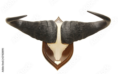 African Buffalo (Syncerus caffer) trophy scull isolated
