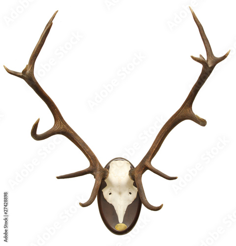 antlers of a huge stag, mounted on a wooden plate
