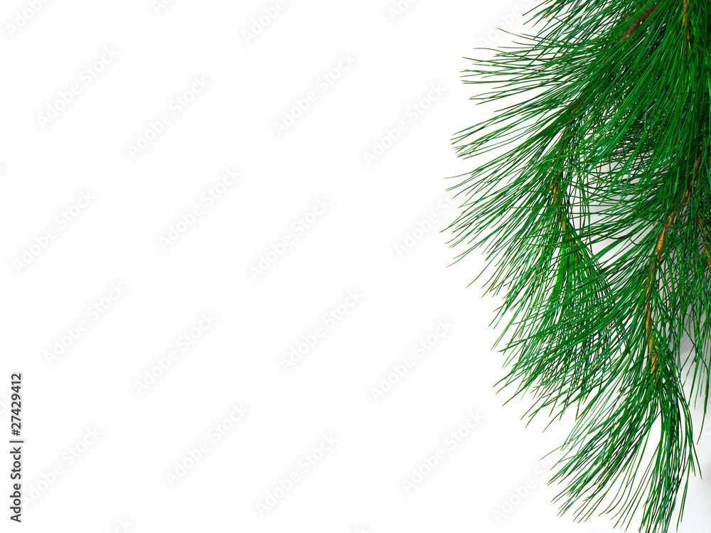 The branch of a christmas tree on white background