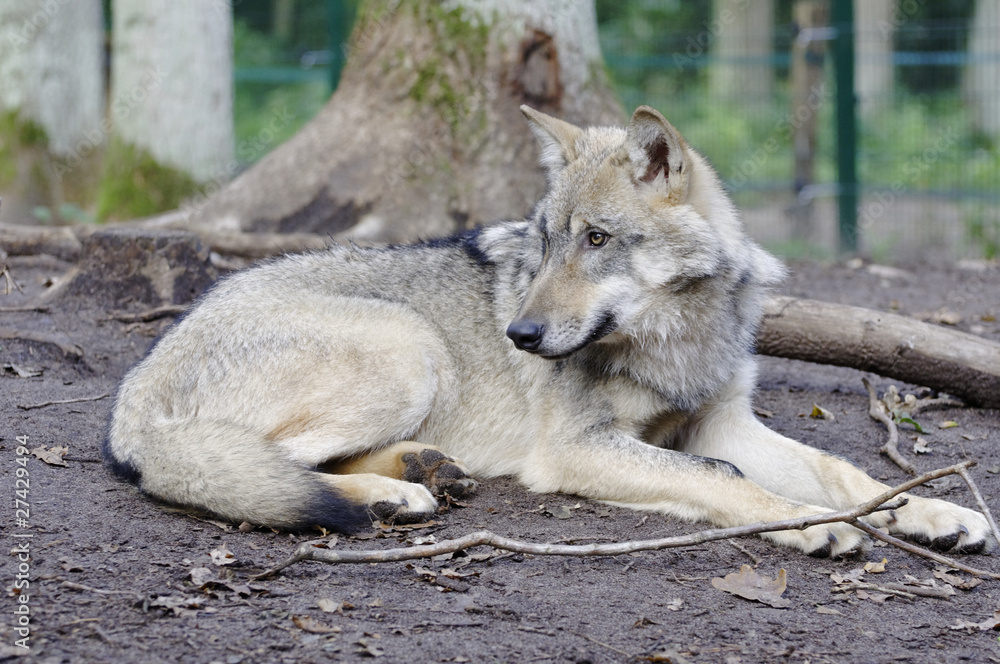 Obraz premium Ein liegender Wolf