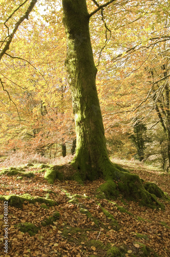 Otoño ventoso en el bosque de Leurtza (Navarra)