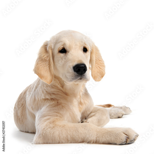 chiot golden retriever photo