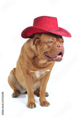 Big Dog in Cowboy Hat