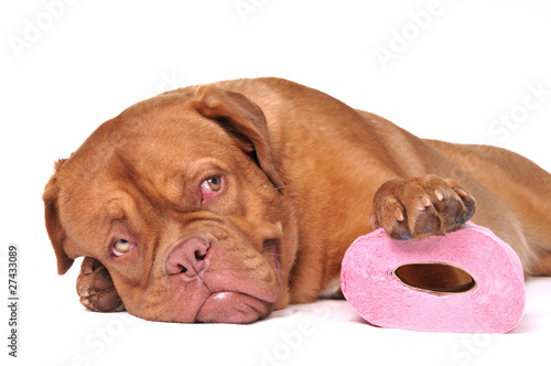 Puppy with a Roll of toilet paper