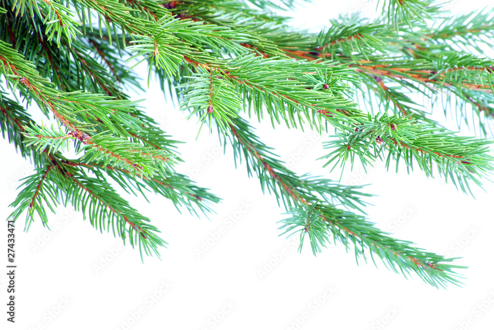 Obraz premium fir tree branches
