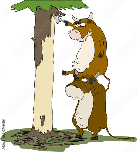 cow