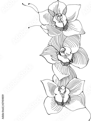drawing orchid,monochrome image, vector illustration