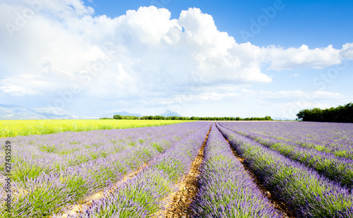 lavender field  Plateau de Valensole  Provence  France