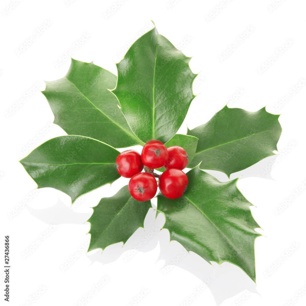holly with clipping path holly with clipping path