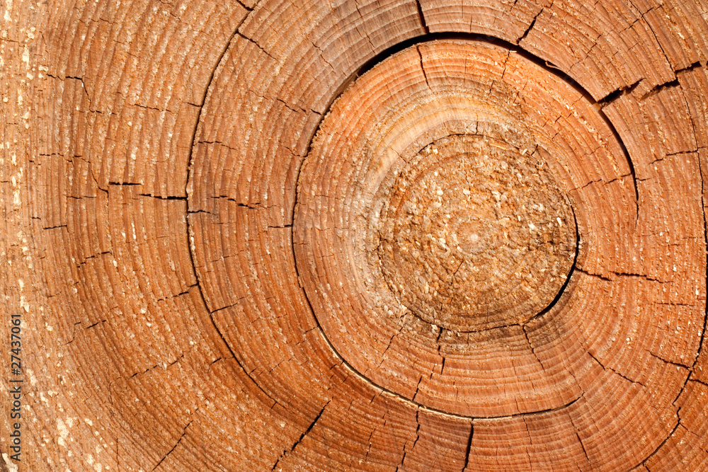 Naklejka premium Jahresringe