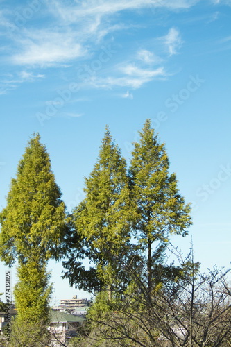 木々と空の風景