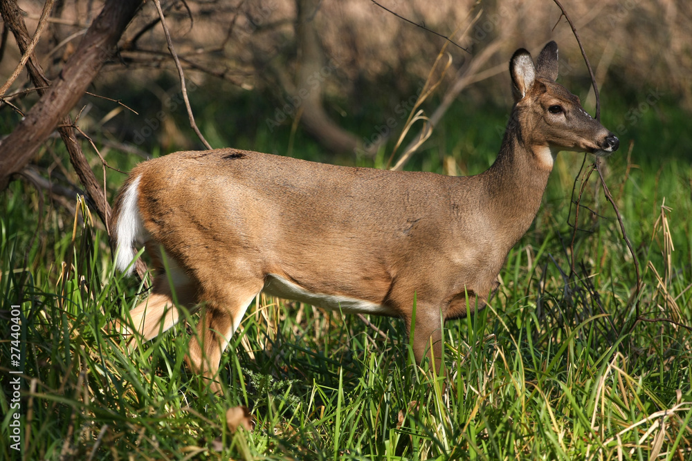 White-tailed Deer Doe