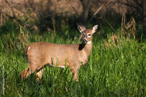 Fototapeta Naklejka Na Ścianę i Meble -  White-tailed Deer Doe