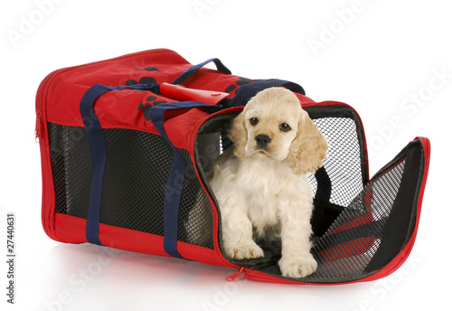 puppy in a dog crate bag photo