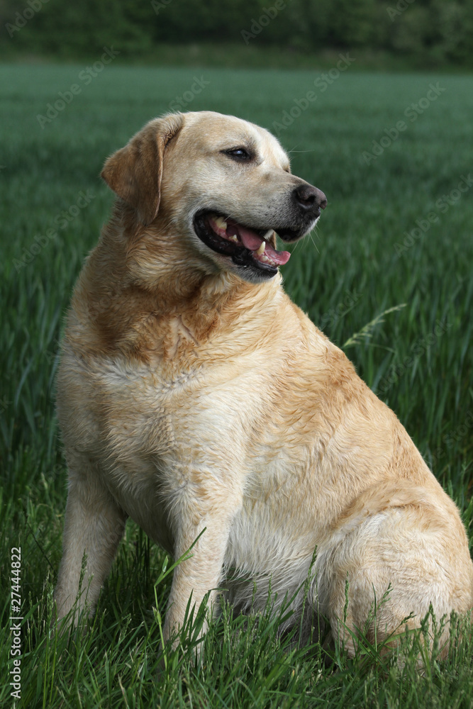 Labrador