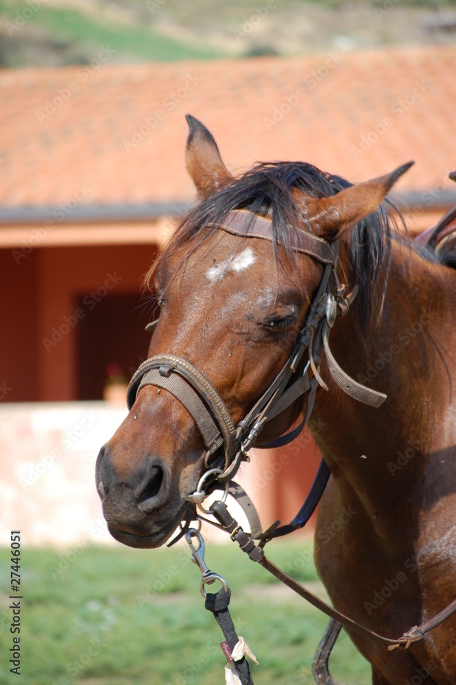 Obraz premium cavallo