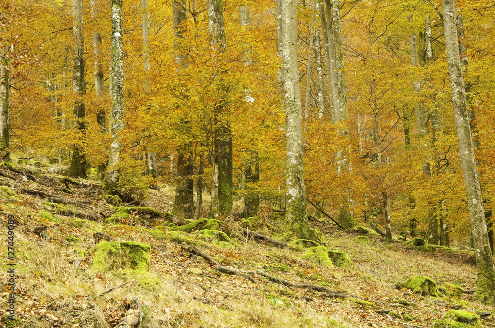 Obraz premium Otoño ventoso en el bosque de Leurtza (Navarra)