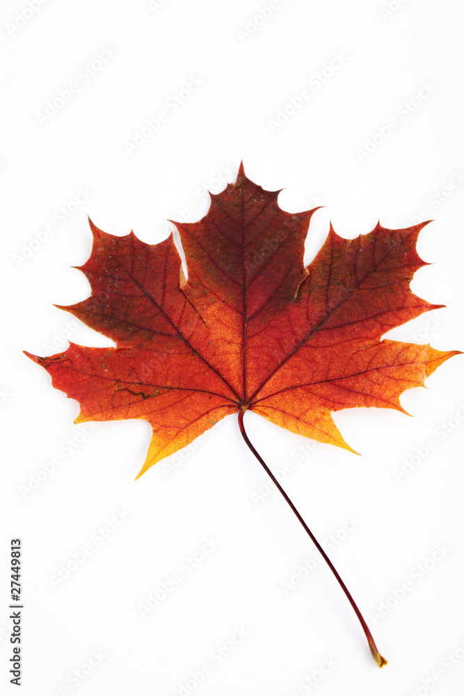 feuille de platane feuille de platane