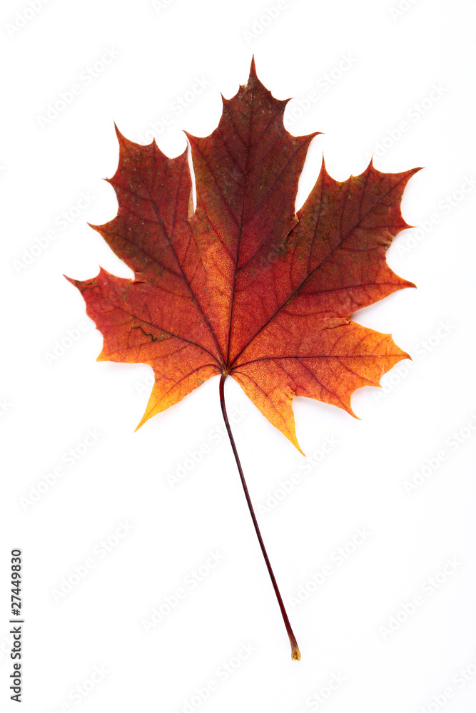 Fototapeta premium feuille de platane