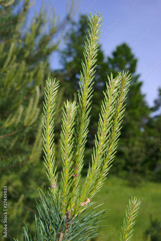 Pine trees Pine trees
