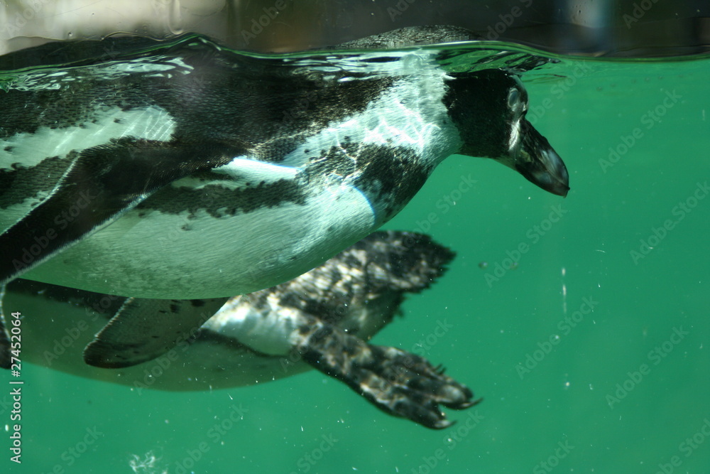 Naklejka premium Humboldt Penguin