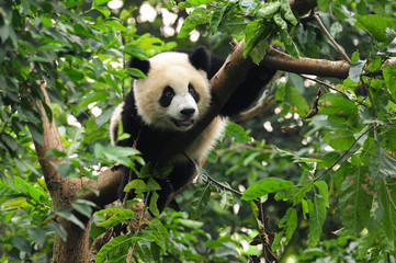 Fotobehang Panda Reuzenpanda klimt behendig in boom  © wusuowei