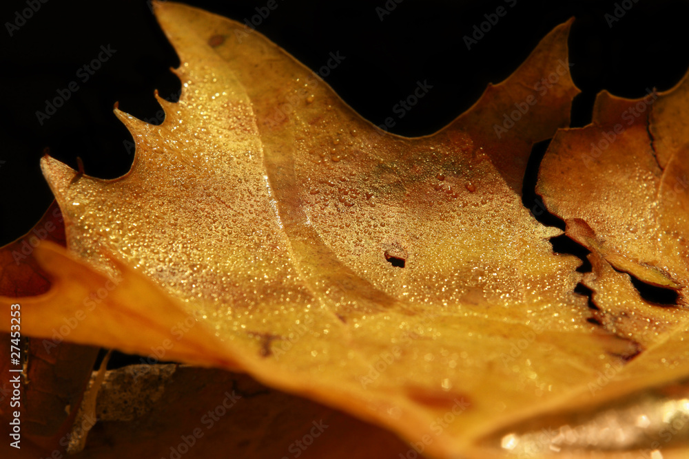 Autumnal moring dew - obrazy, fototapety, plakaty 