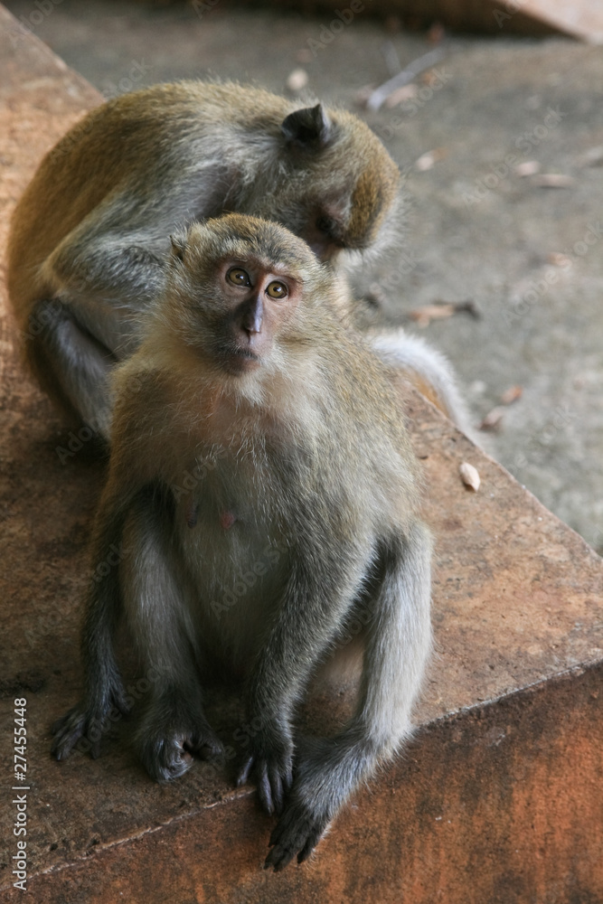 Fototapeta premium macaque monkey