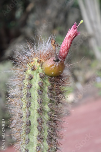 Kaktus oreocereus pseudofossulatus,Gran Canaria photo