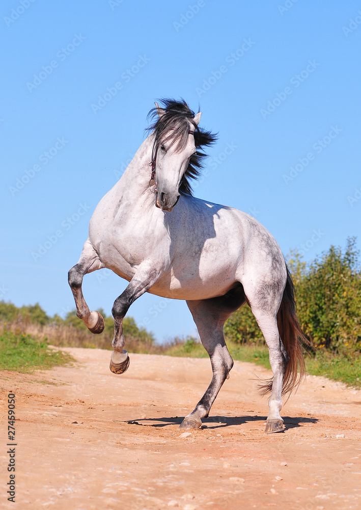 Naklejka premium great andalusian white horse rearing