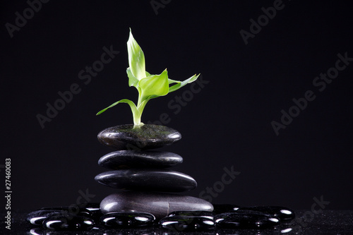 Schwarze glänzende Massage Steine mit Bambus Blüte closeup