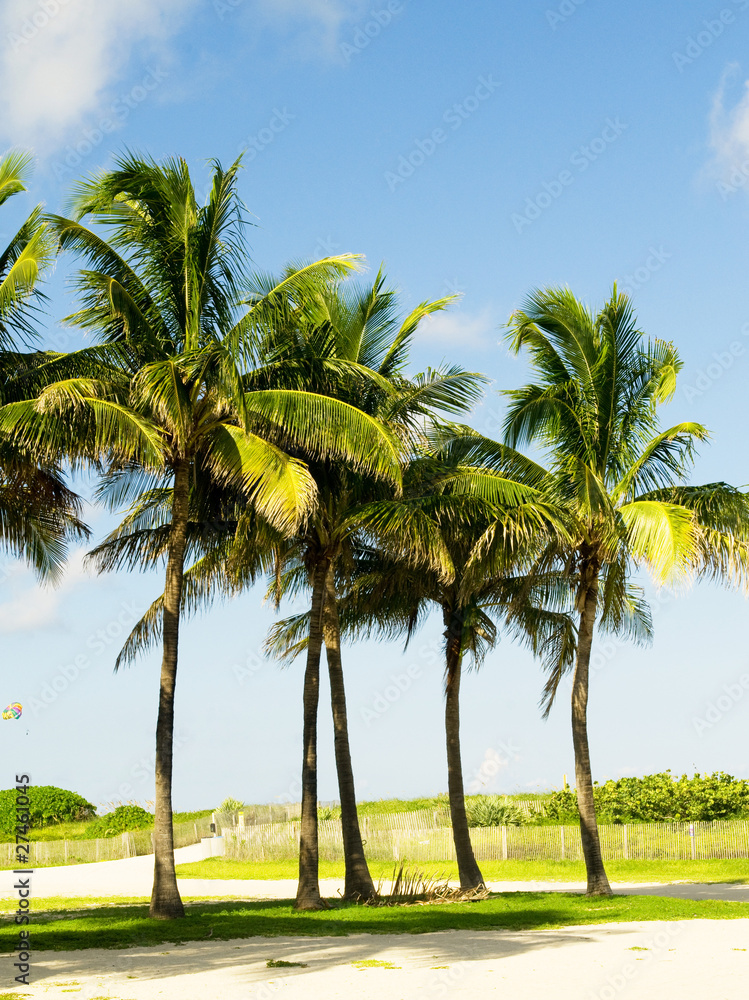 Palms trees on the beach during bright day Palms trees on the beach during bright day