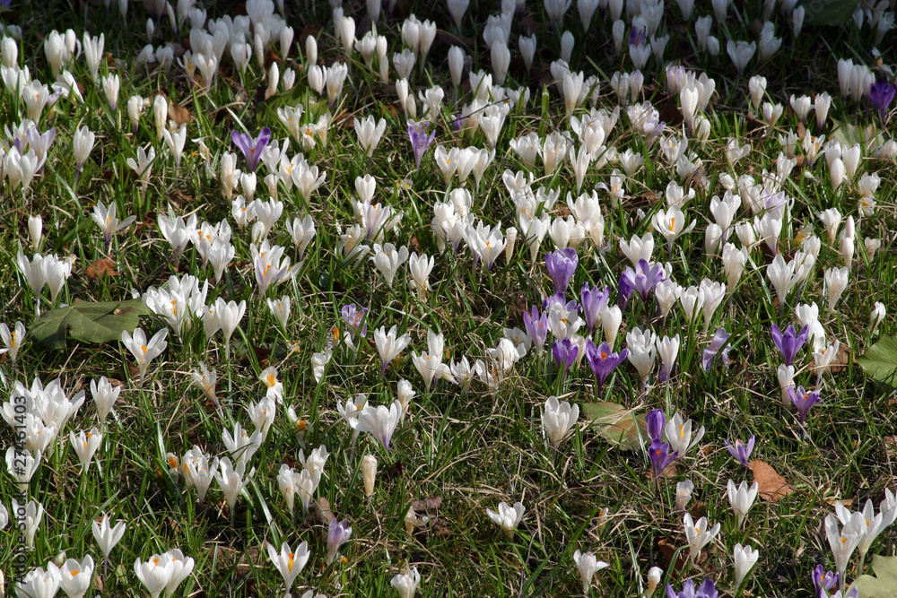 Fototapeta premium Crocus fields in early spring