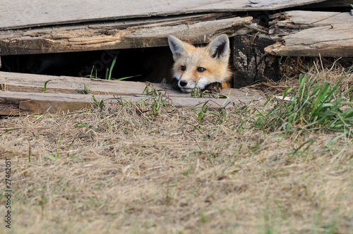 Baby Red Fox Kit peeking out of the den