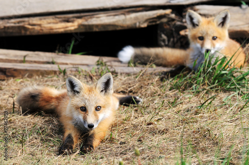 Two Baby Red Fox Kits near den
