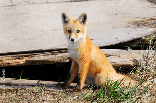 Baby Red Fox Kit near den