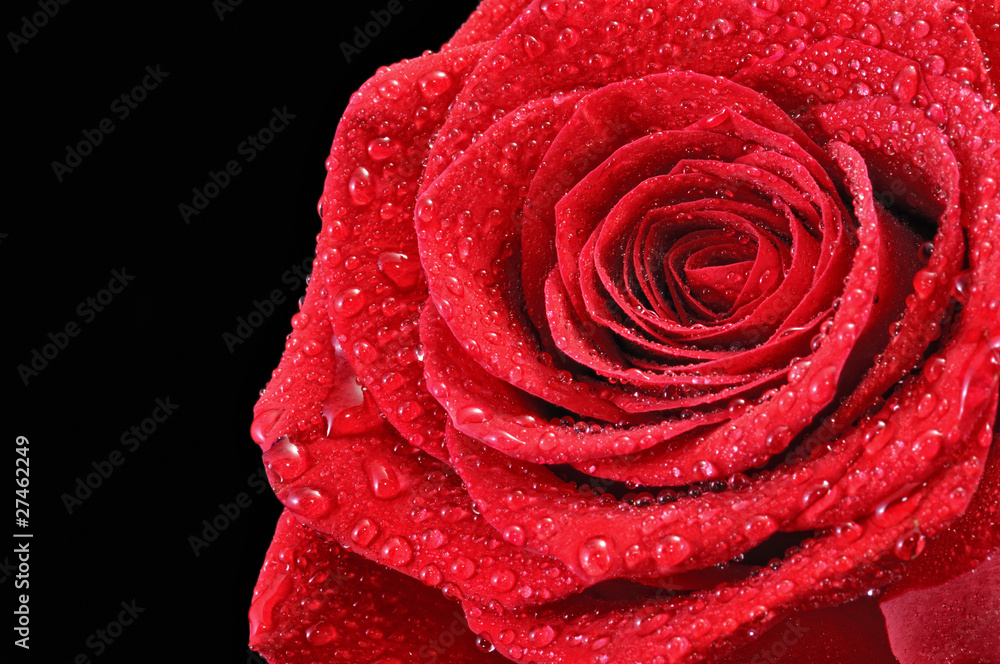 Gotas sobre rosa roja. Gotas sobre rosa roja.