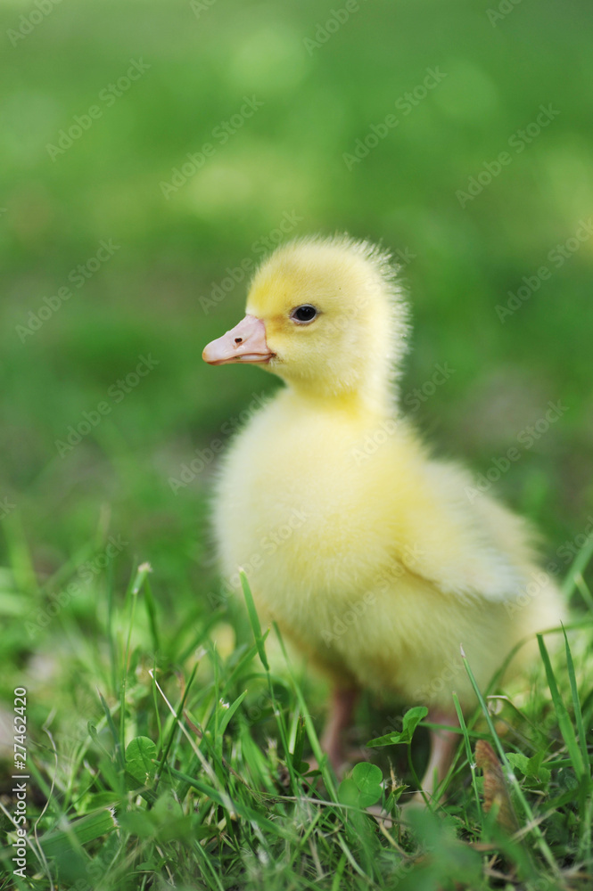 duckling on green grass